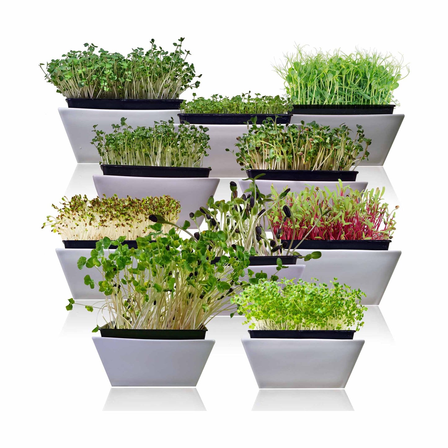 Microgreens 10 Variety Seed Kit
