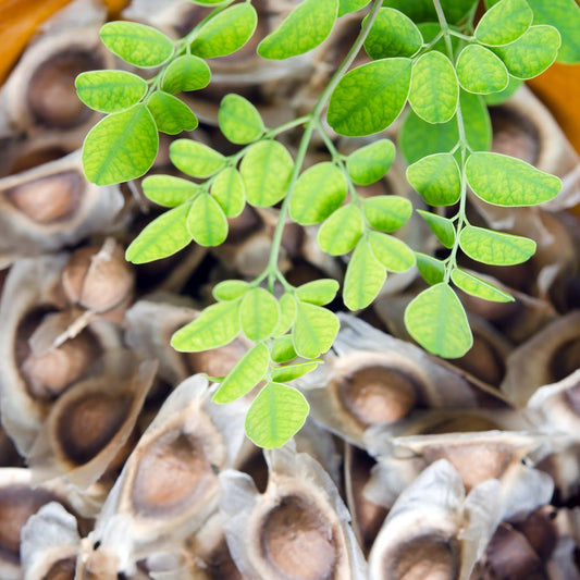 Moringa Seed Extract OS