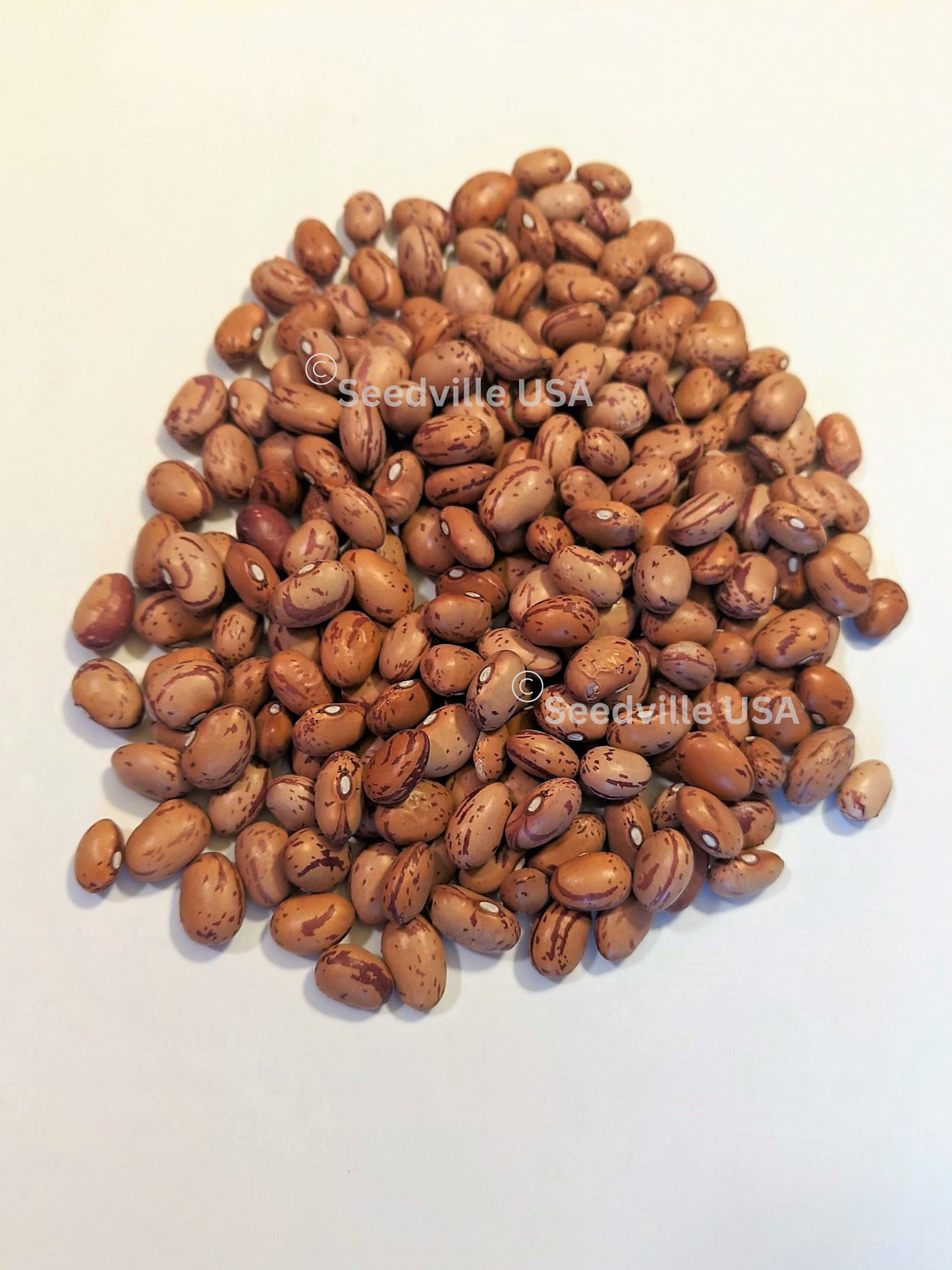 25 DWARF HORTICULTURE BEAN Taylor Long French Phaseolus Vulgaris Vegetable Seeds