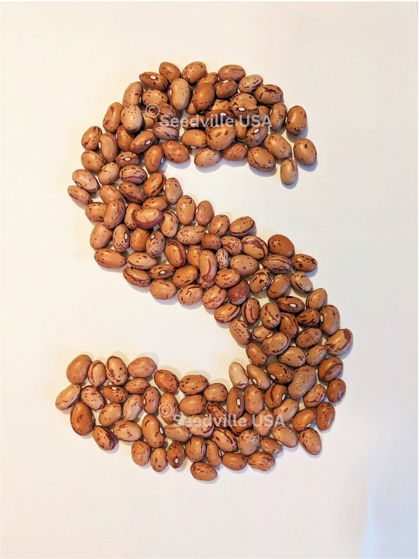 25 DWARF HORTICULTURE BEAN Taylor Long French Phaseolus Vulgaris Vegetable Seeds