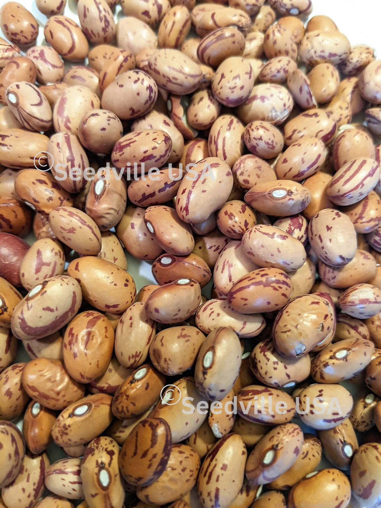 25 DWARF HORTICULTURE BEAN Taylor Long French Phaseolus Vulgaris Vegetable Seeds