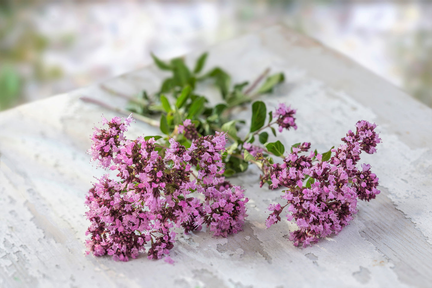 500 OREGANO Origanum Vulgare Herb Purple Butterfly Flower Seeds