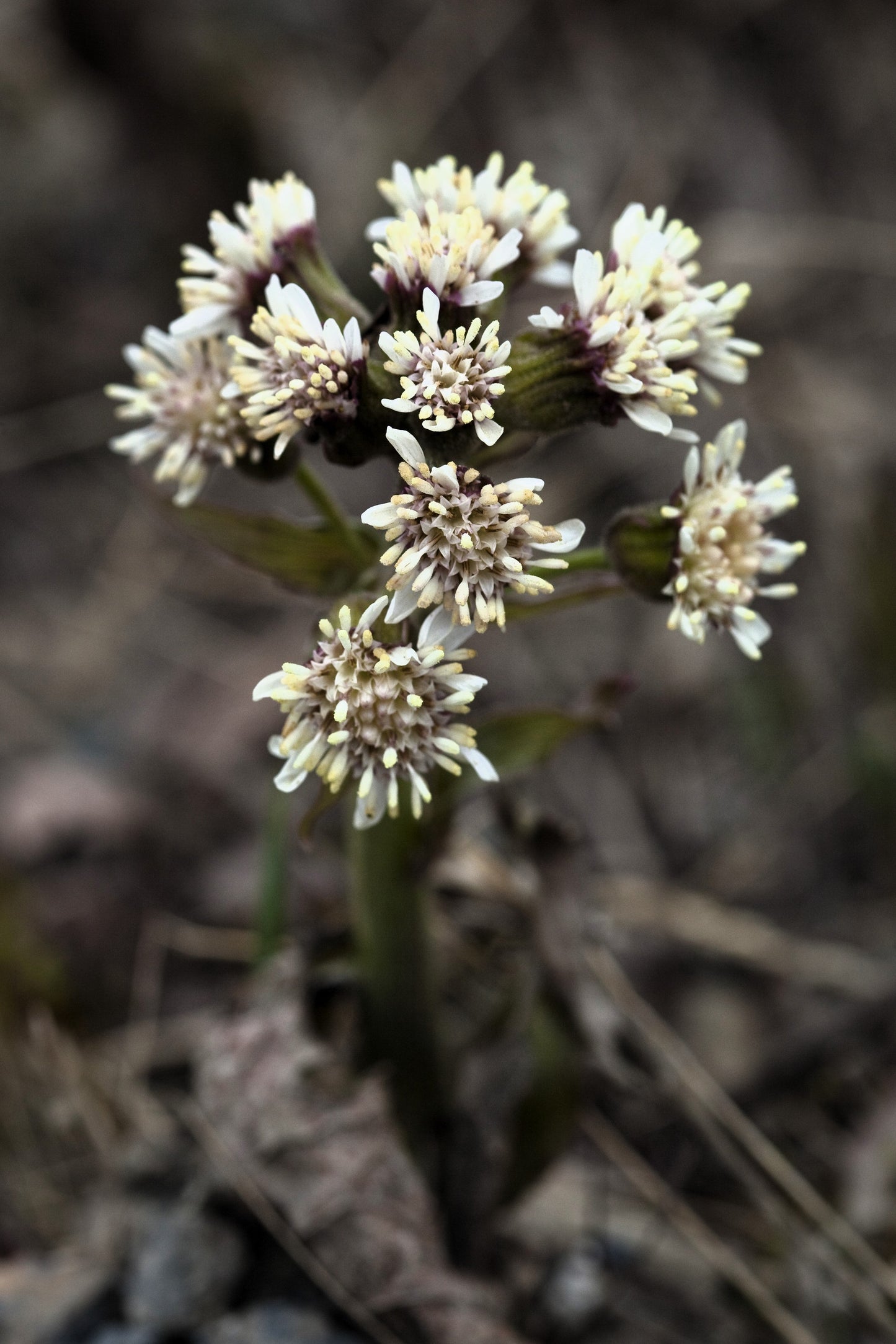 100 ARCTIC SWEET COLTSFOOT Petasites Frigidus Sun Shade Moist White Pink Flower Herb Seeds