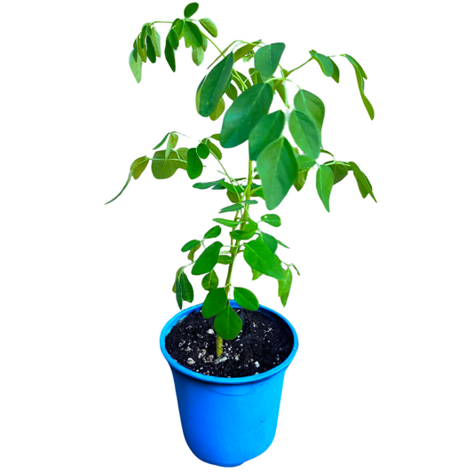 PREORDER Dwarf Moringa Tree (Moringa oleifera)