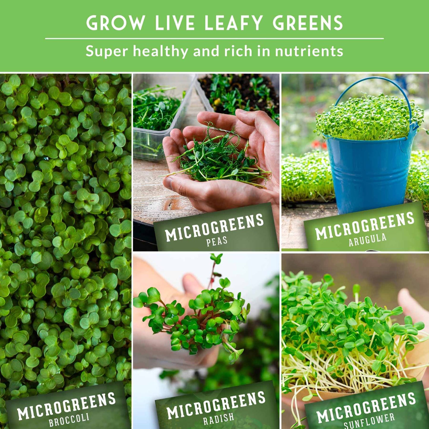 Microgreens 10 Variety Seed Kit