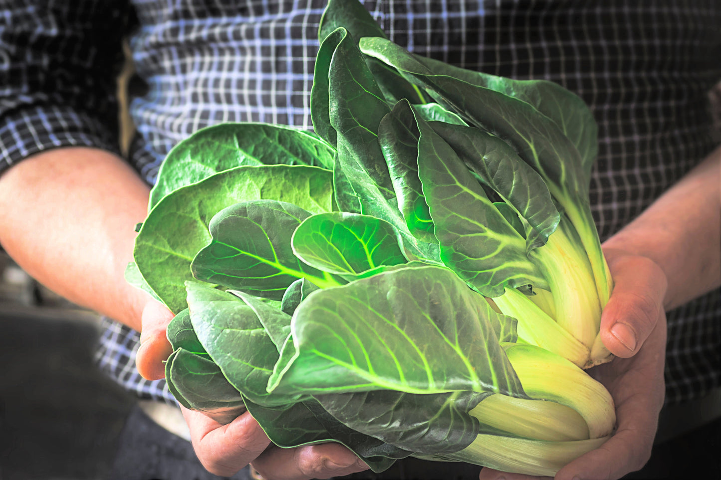250 BARESE SWISS CHARD White Rib Perpetual Spinach Beta Vulgaris Vegetable Seeds
