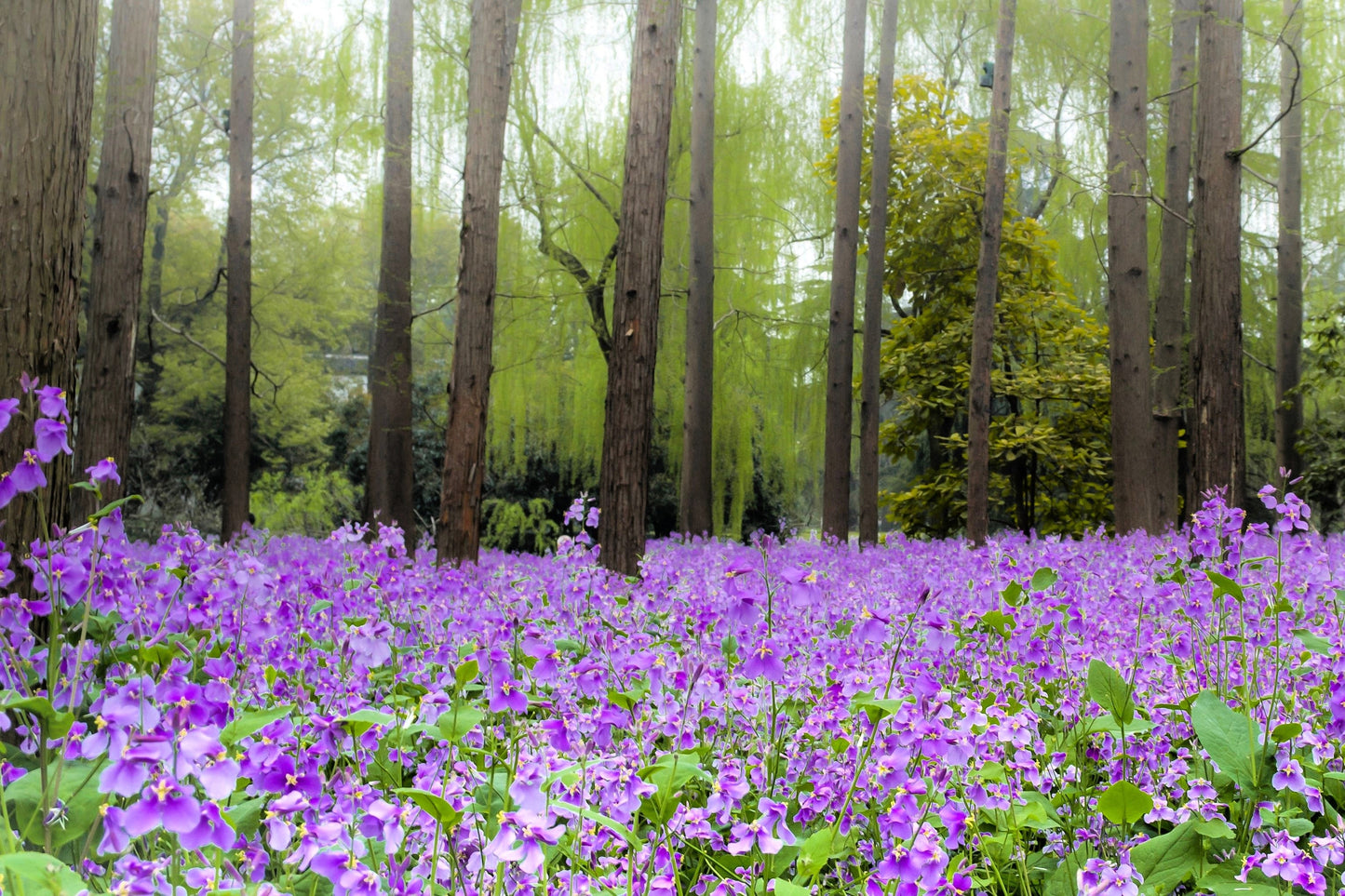 500 Purple FEBRUARY ORCHID Violet Cress Orychophragmus Violaceus 2" Flower Edible Vegetable Seeds