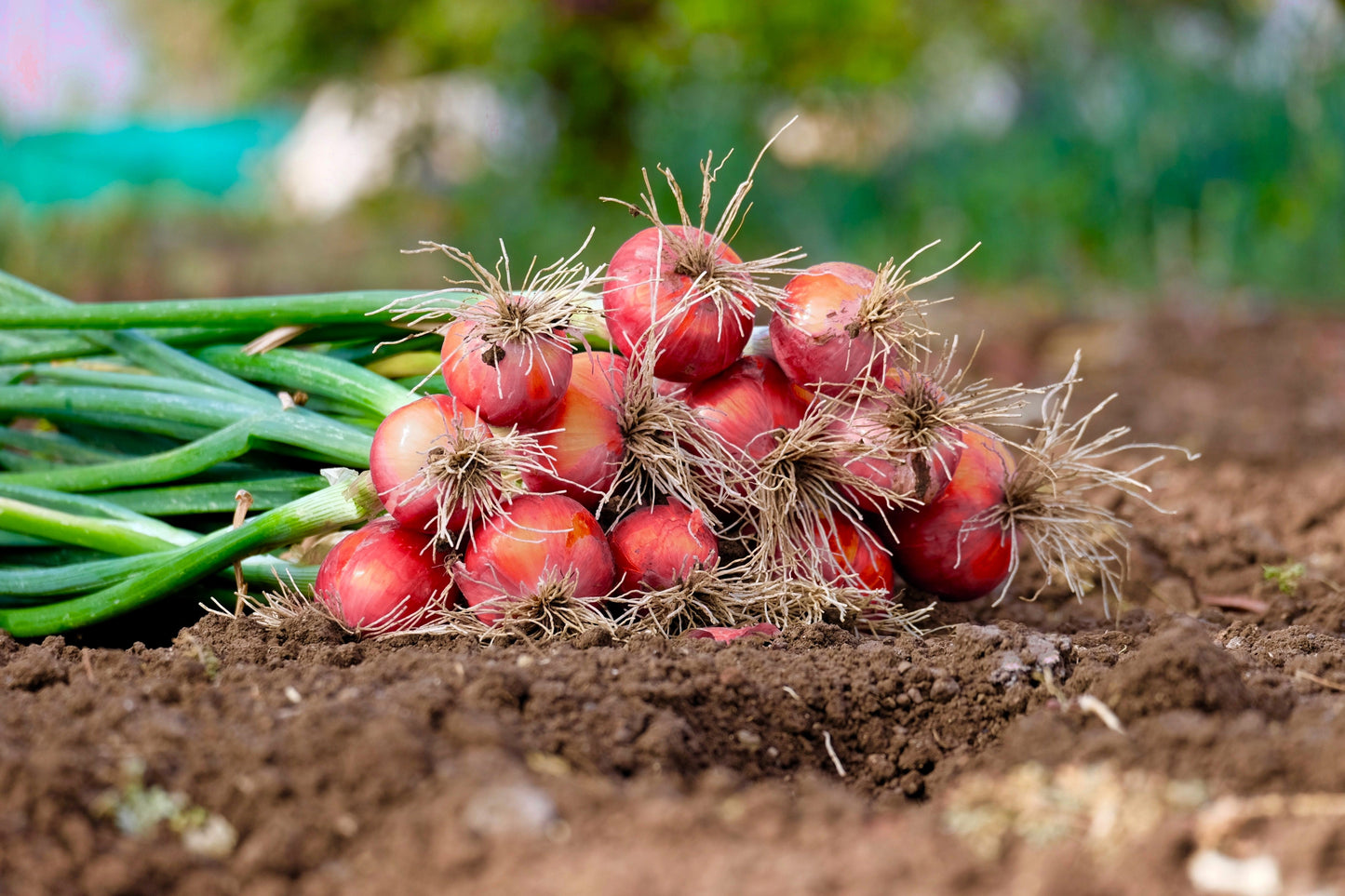 250 RED CREOLE ONION Spicy Cajun Short Day Allium Cepa Vegetable Seeds
