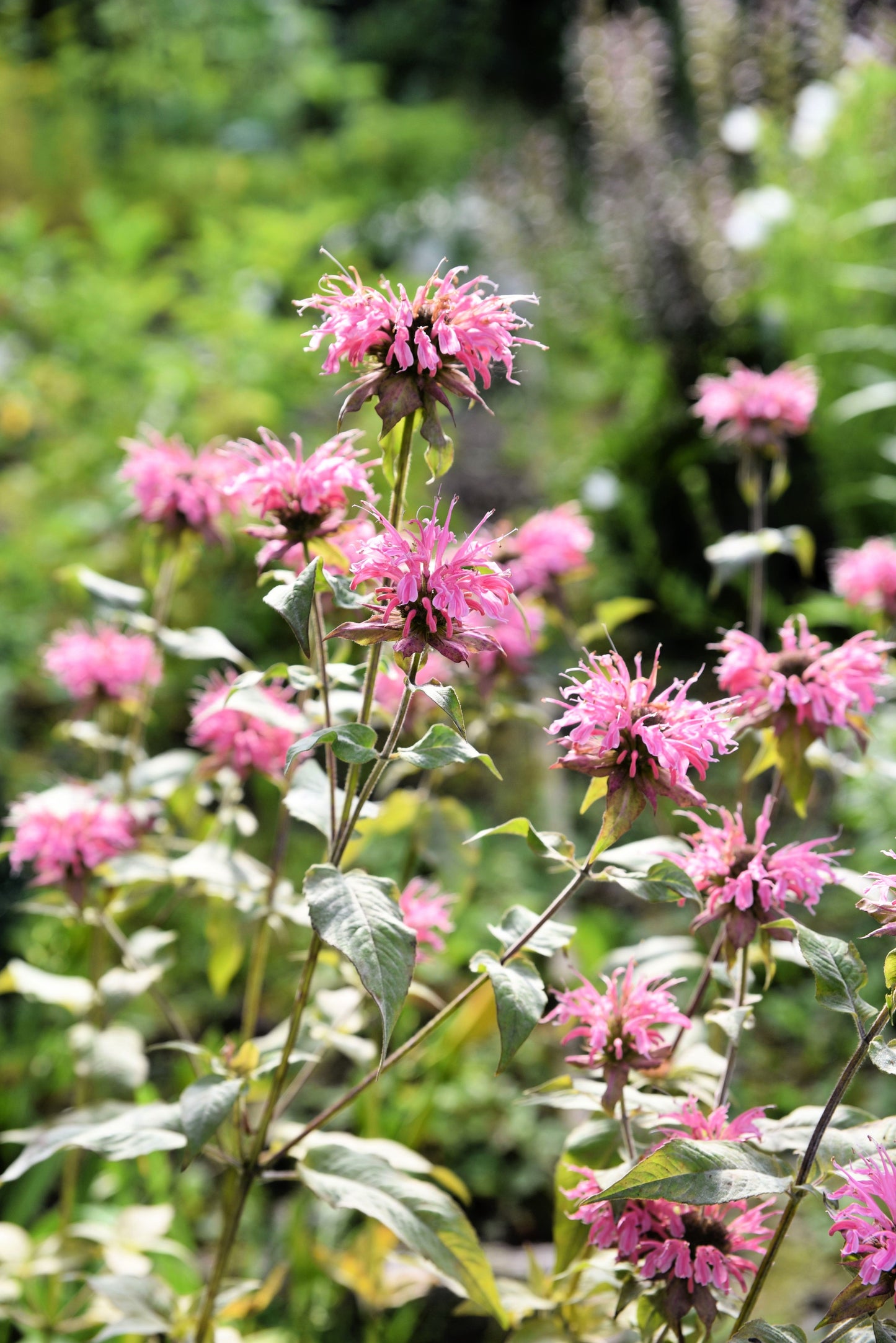20 Dwarf PINK BEE BALM Monarda Bradburiana Eastern Beebalm Herb Flower Seeds