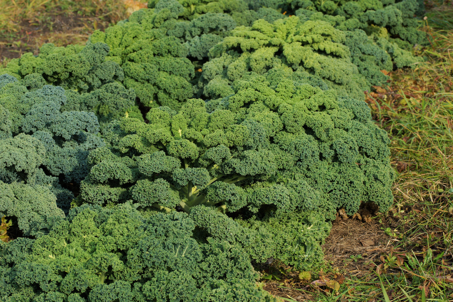 2500 VATES Blue CURLED KALE / Dwarf Blue Curled Scotch Kale Brassica Oleracea Vegetable Seeds