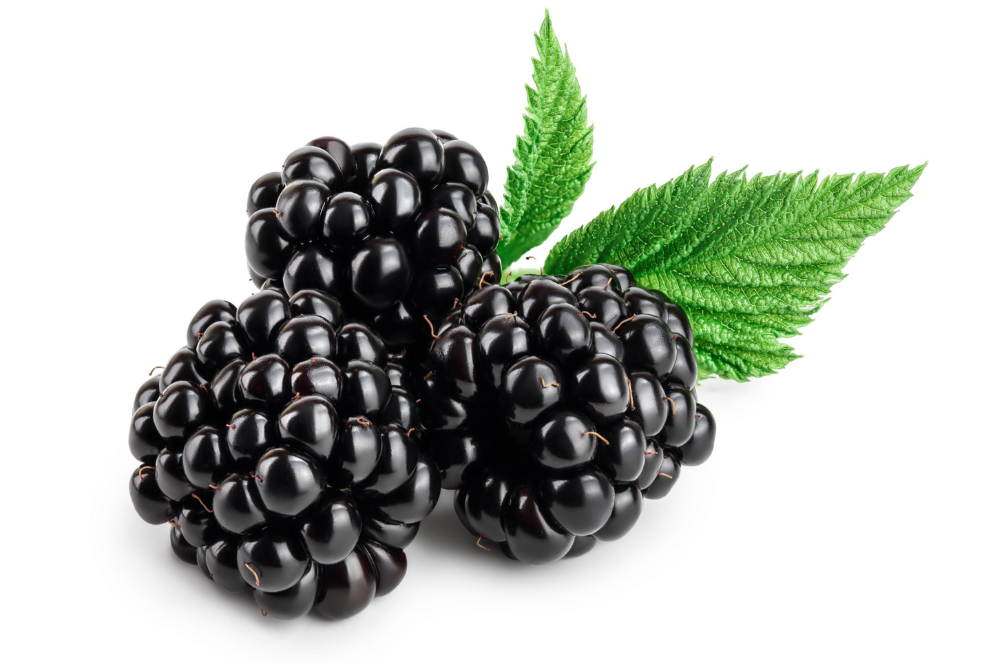 50 BLACK RASPBERRY Rubus Leucodermis Fruit Bush Vine Seeds