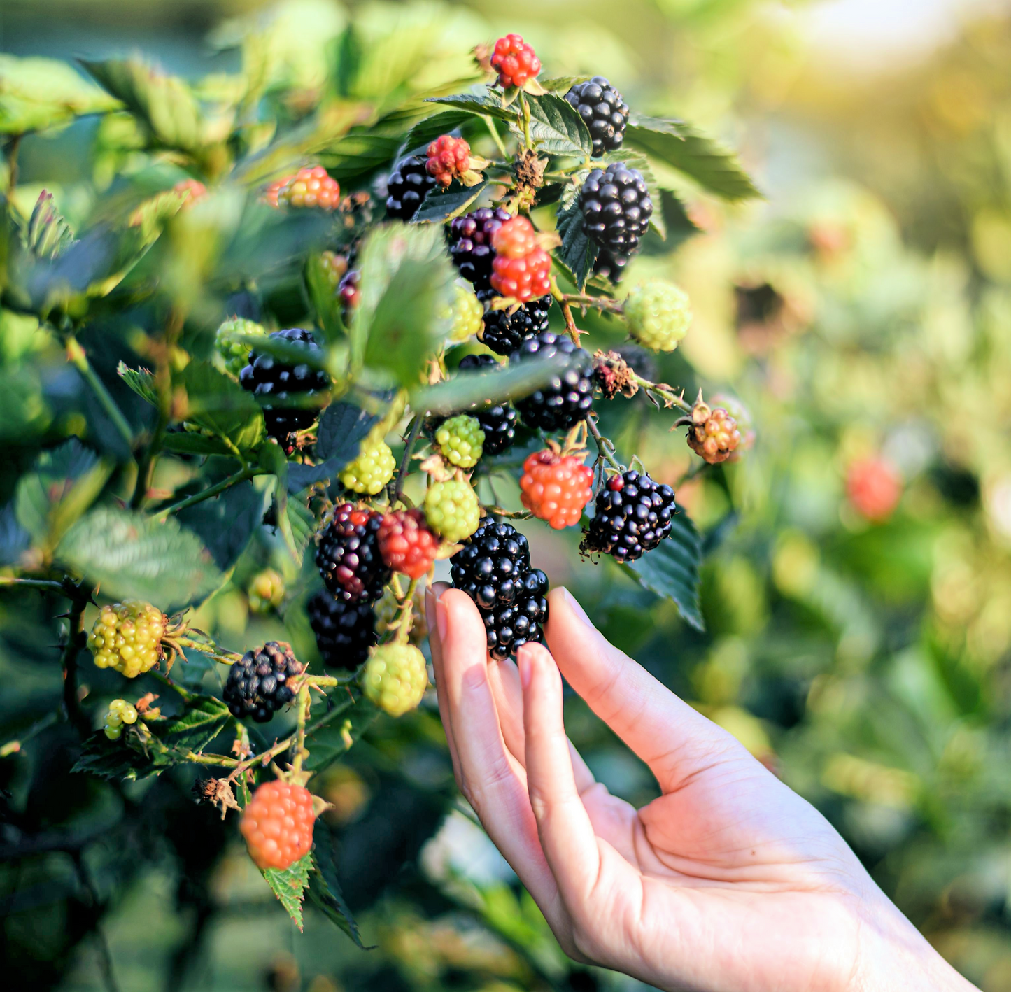 50 BLACK RASPBERRY Rubus Leucodermis Fruit Bush Vine Seeds
