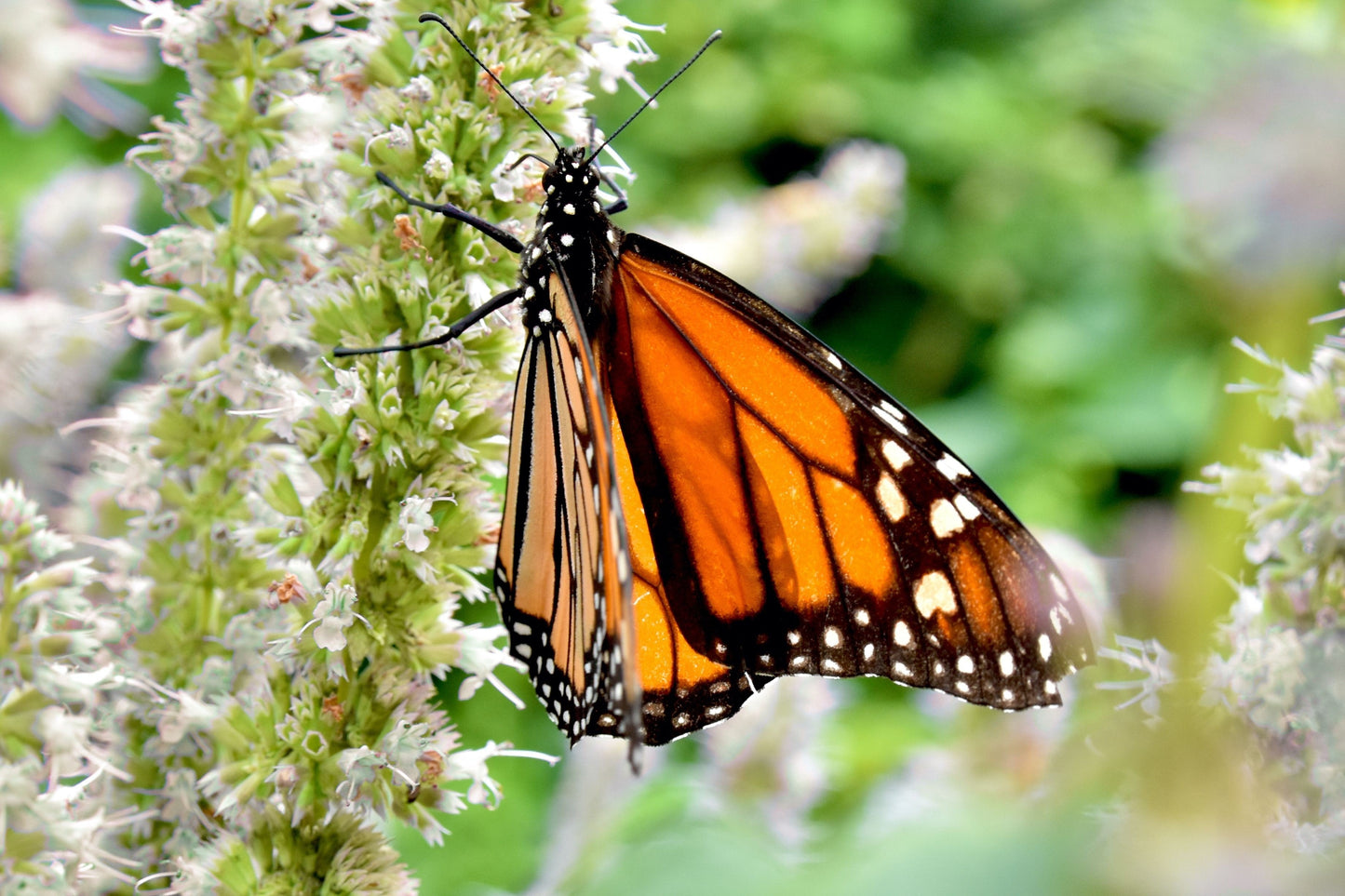 500 GIANT YELLOW HYSSOP Agastache Nepetoides Herb Flower Seeds