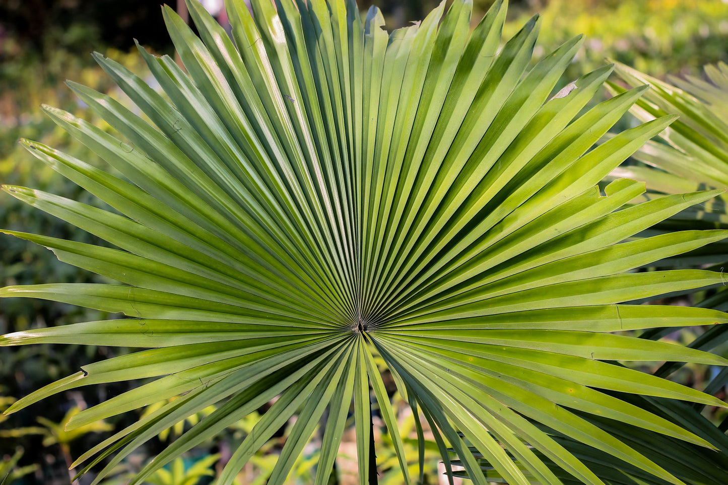 5 GREEN SAW PALMETTO Serenoa Repens American Dwarf Palm Tree Shrub Edible Fruit Sun or Shade Seeds