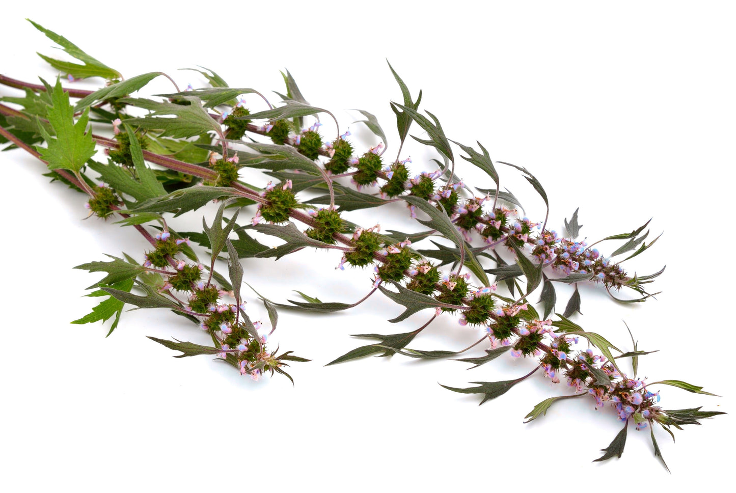 50 MOTHERWORT (Lions Tail / Heartwort) Leonurus Cardiaca Herb Flower Seeds