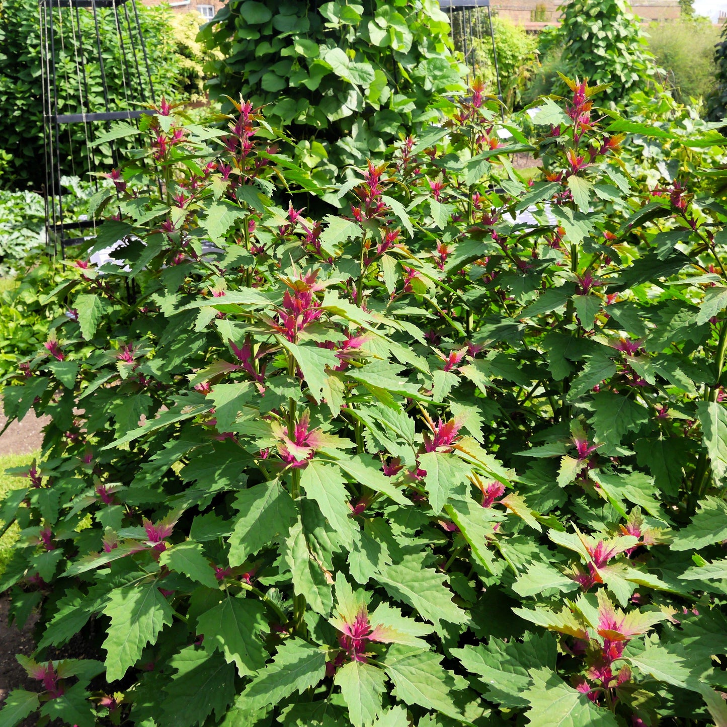 100 GIANT GOOSEFOOT Chenopodium Giganteum Purple Magenta Spreen Vegetable Seeds
