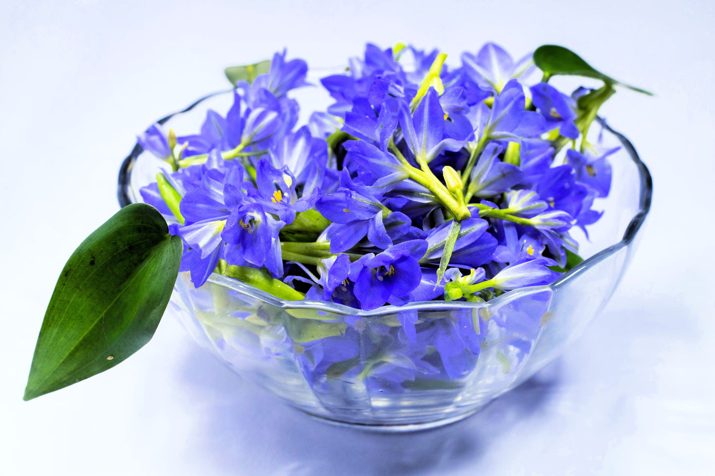 30 Dark Blue NIKITA GENTIAN Gentiana Dahurica Siberian Flower Herb Seeds