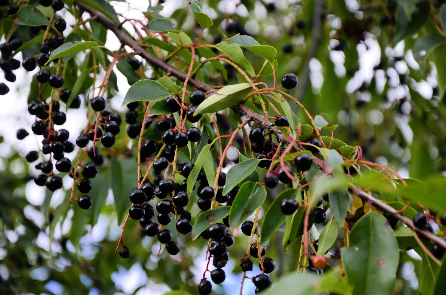 30 BLACK CHERRY Fruit Tree Prunus Serotina Fragrant White Flowers Seeds