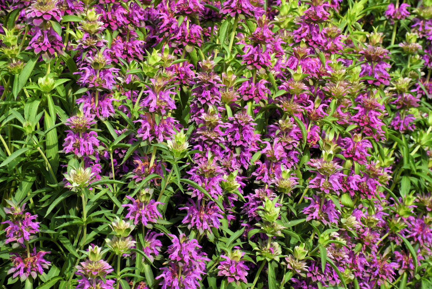 2000 BEE BALM Lemon MINT Monarda Citriodora Herb Purple Flower Seeds
