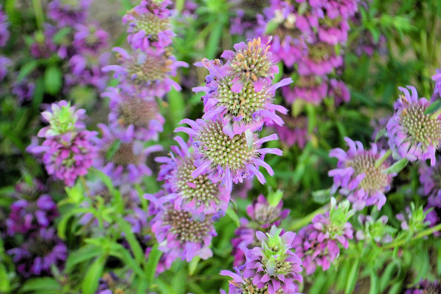 2000 BEE BALM Lemon MINT Monarda Citriodora Herb Purple Flower Seeds