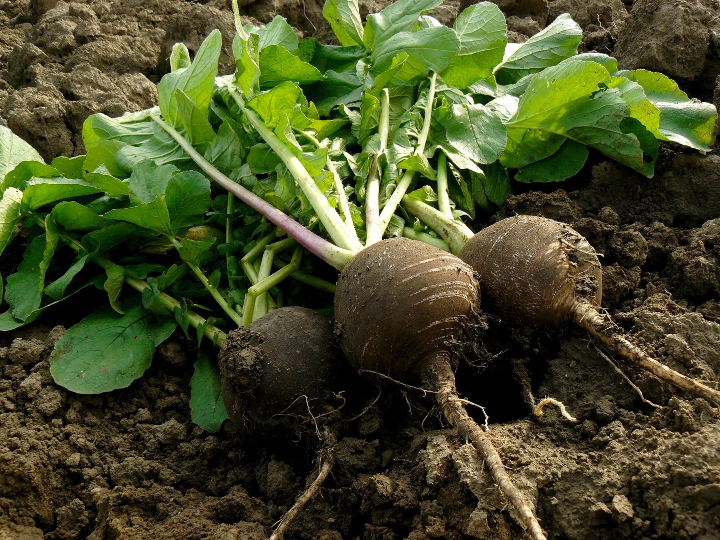 300 BLACK SPANISH ROUND Hot Spicy European Raphanus Sativus Root Vegetable Seeds