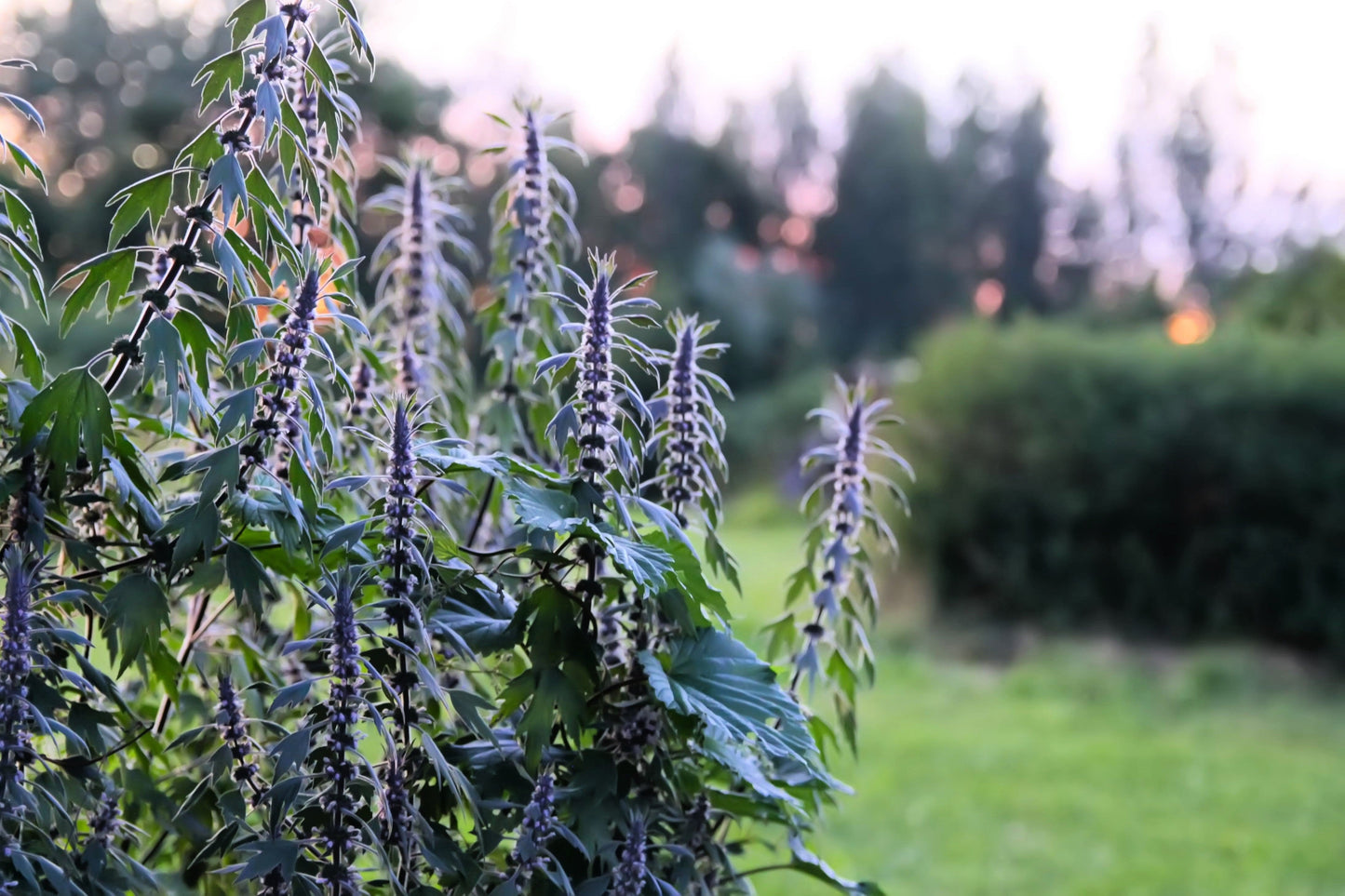 50 MOTHERWORT (Lions Tail / Heartwort) Leonurus Cardiaca Herb Flower Seeds
