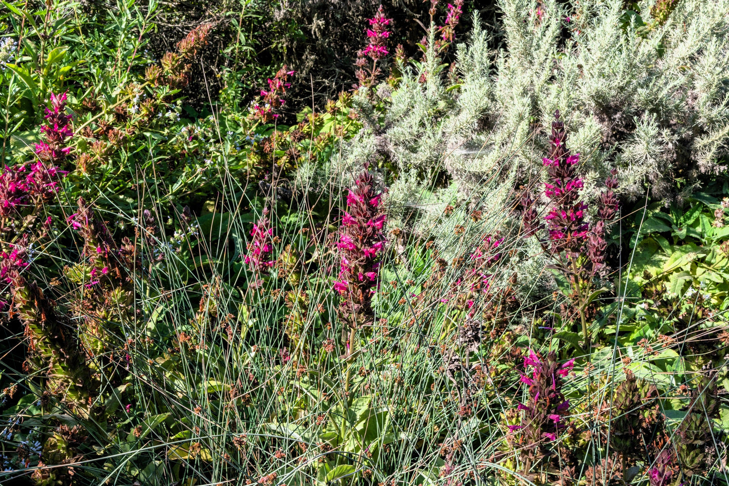 10 California HUMMINGBIRD SAGE Salvia Spathacea Magenta Red Flower Herb Seeds