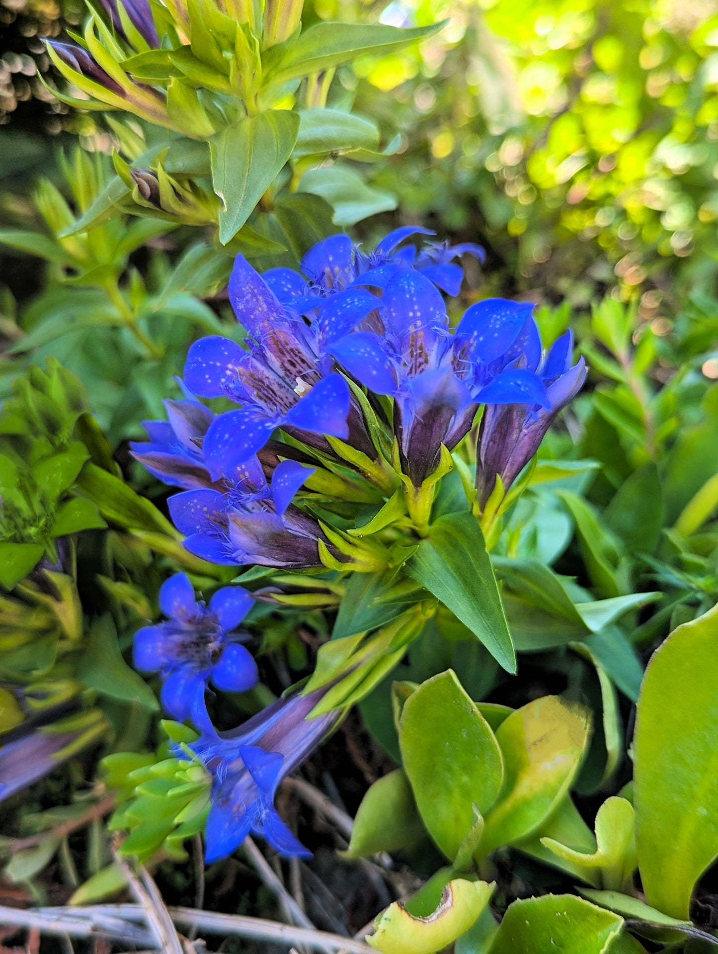 30 Dark Blue NIKITA GENTIAN Gentiana Dahurica Siberian Flower Herb Seeds