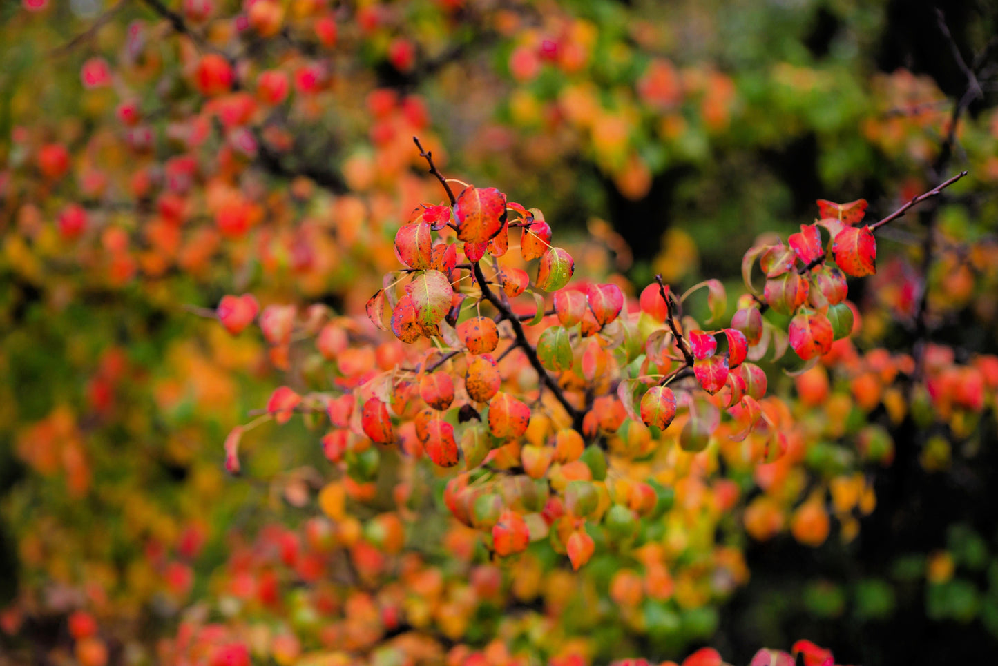 25 EUROPEAN PEAR TREE Pyrus Communis Fruit Seeds - White Flowers / Green Fruit