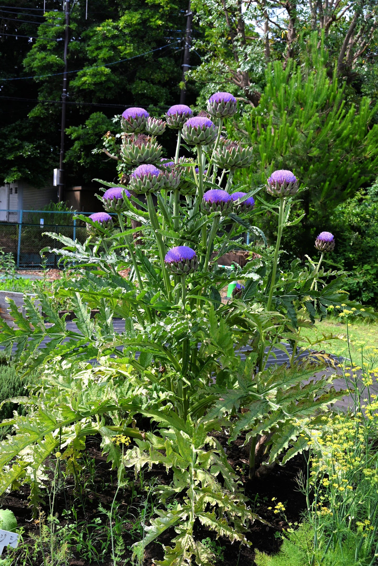 50 PURPLE ROMAGNA ARTICHOKE Italian Cynara Scolymus Flower Vegetable Seeds