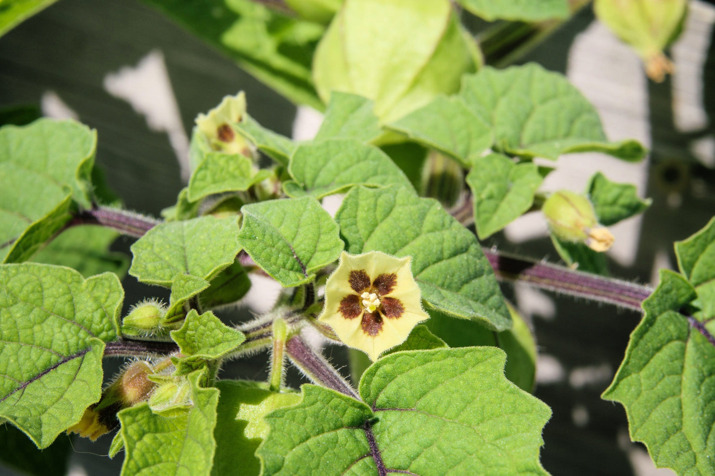 50 PERUVIAN GROUND CHERRY Physalis Peruviana Cape Gooseberry Fruit Veggie Seeds