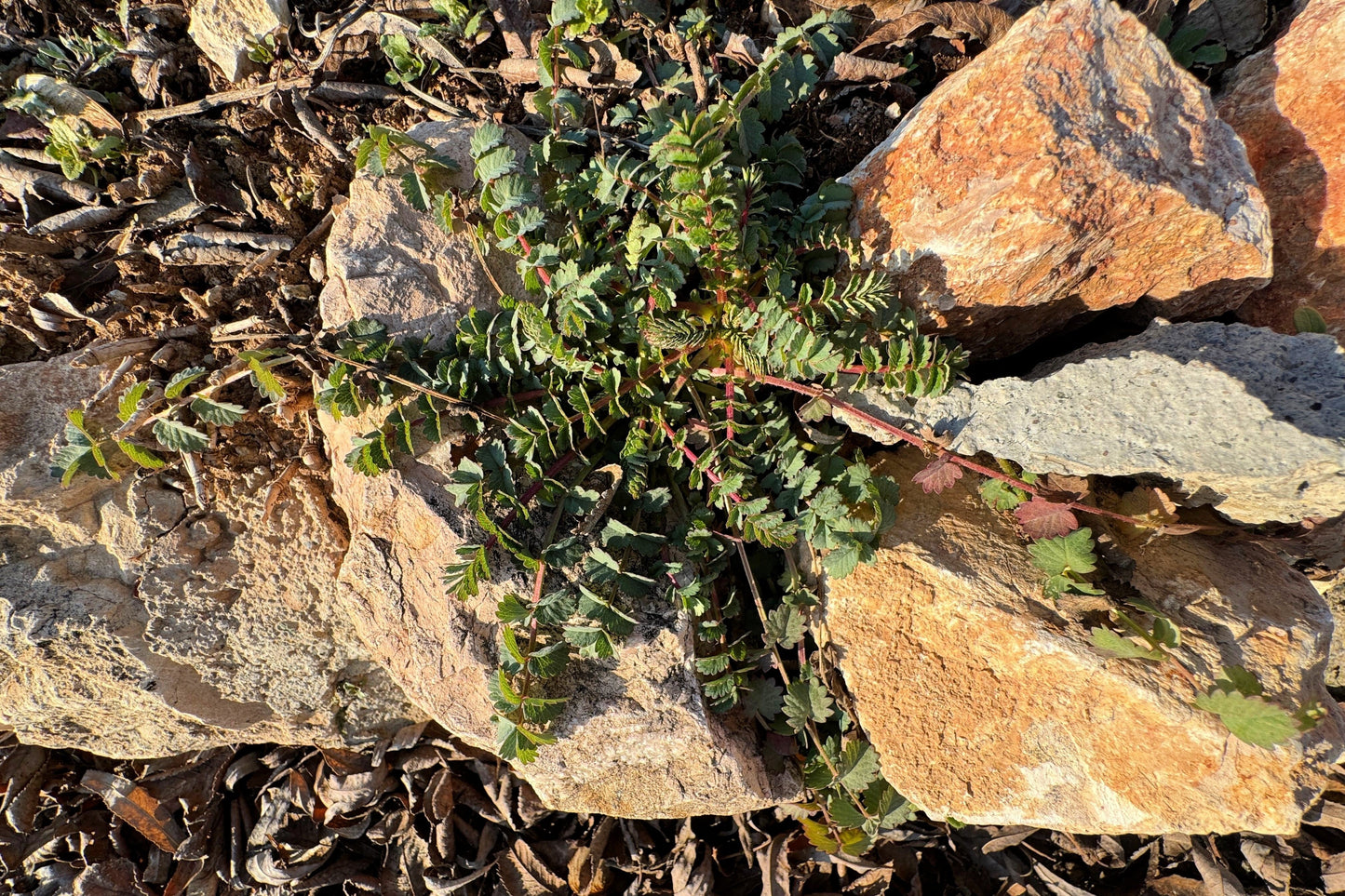 500 SALAD BURNET Sanguisorba Minor Edible Greens Vegetable Herb Flower Seeds