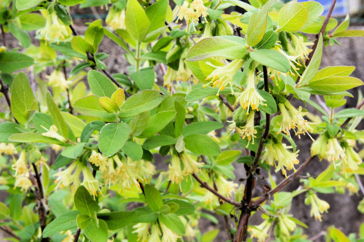 30 HONEYBERRY Blue Honeysuckle Lonicera Caerulea Edible Fruit Shrub Seeds
