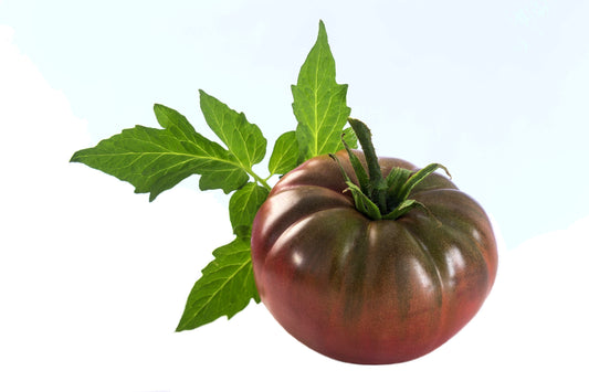 50 CHOCOLATE STRIPES TOMATO Brown with Green Lycopersicon Fruit Vegetable Seeds