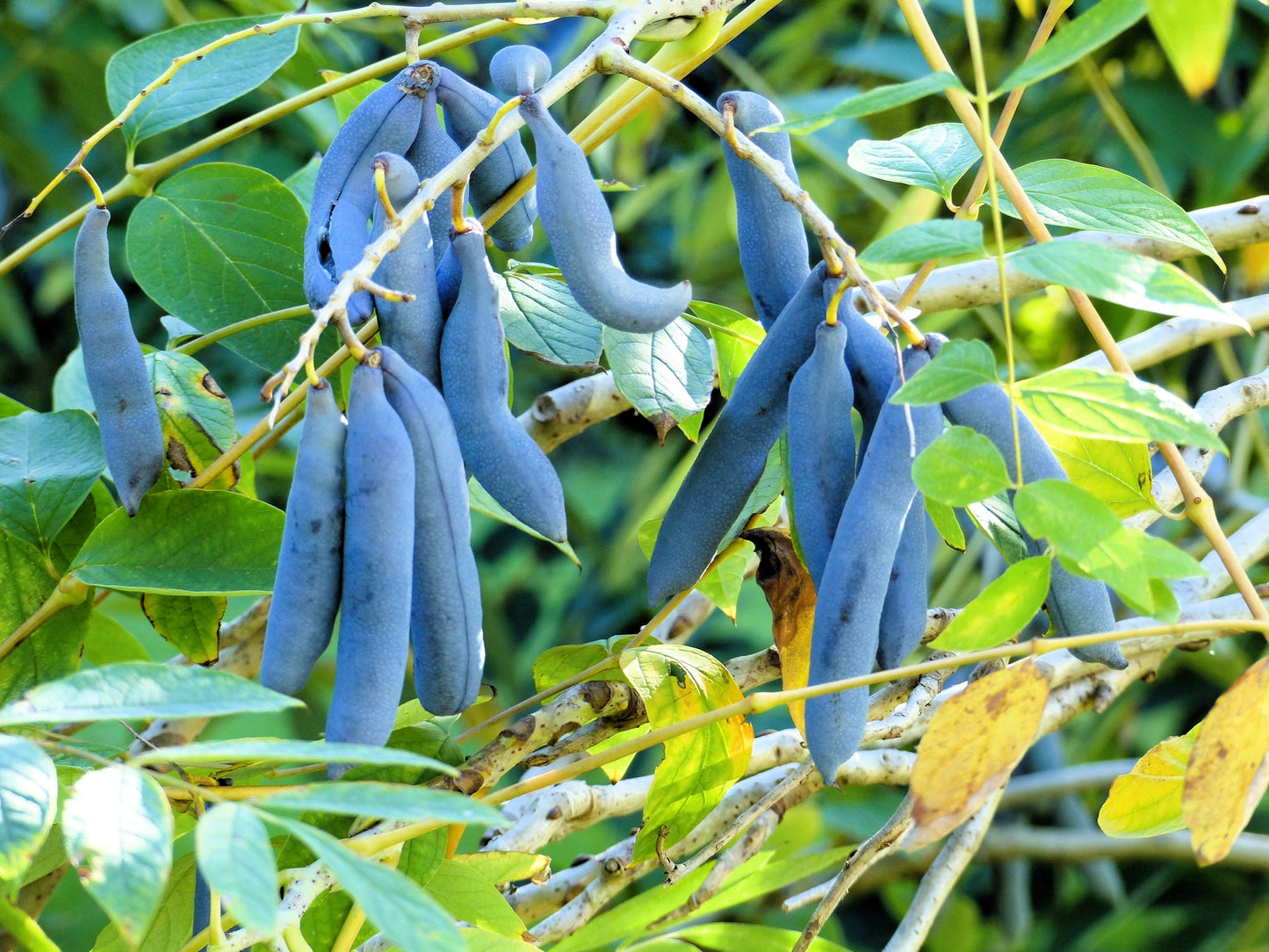 7 BLUE SAUSAGE FRUIT Edible & Ornamental Decaisnea Fargesii Tree Shrub Seeds