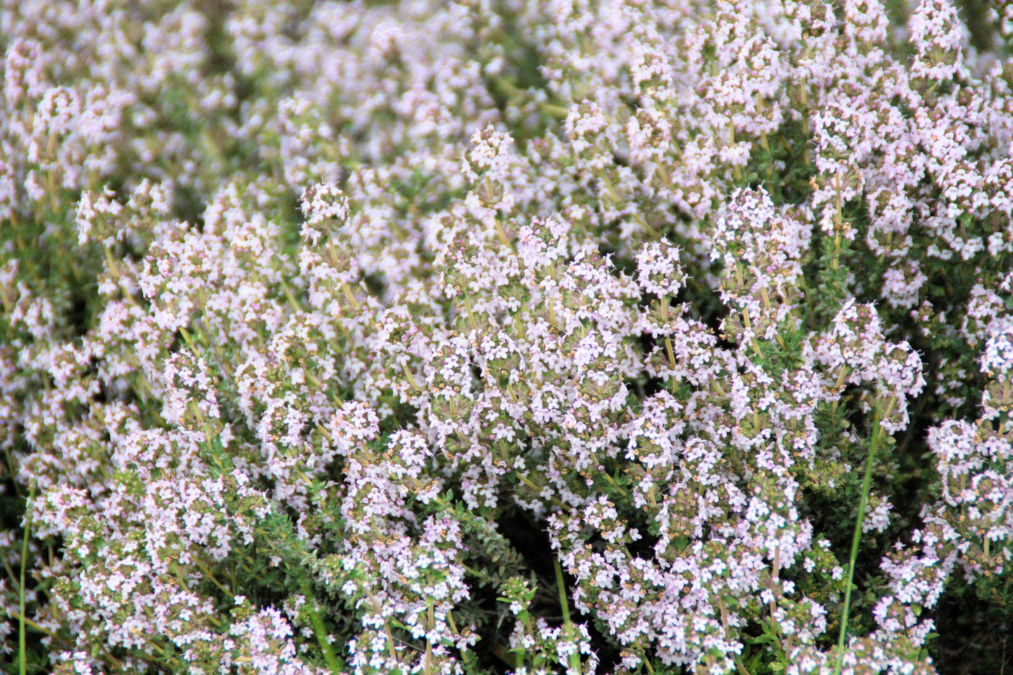 30 ORANGE THYME Orangelo Thymus Vulgaris Fragrantissimus Culinary Herb Seeds