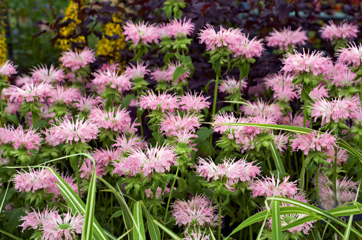 20 Dwarf PINK BEE BALM Monarda Bradburiana Eastern Beebalm Herb Flower Seeds
