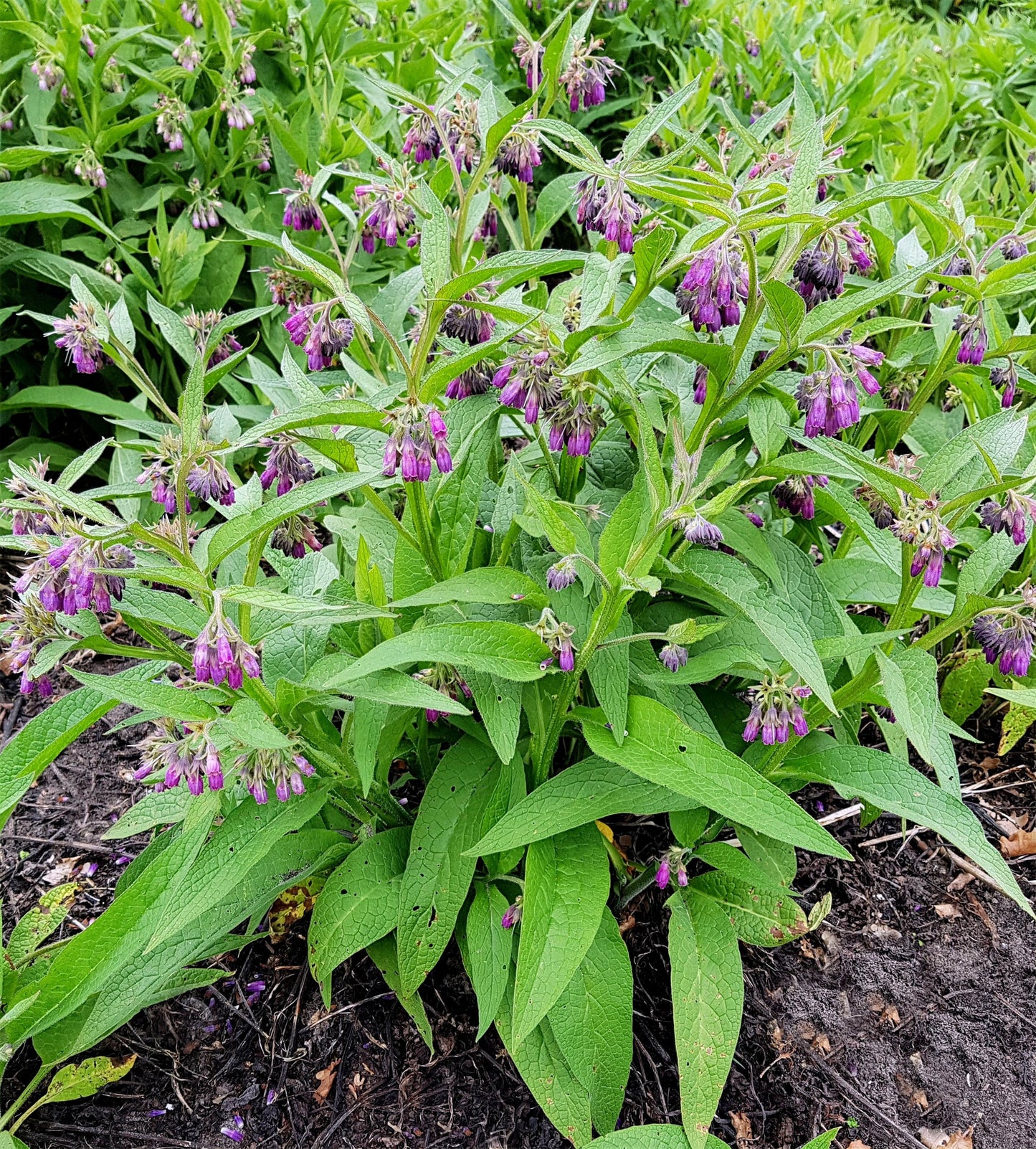 10 TRUE COMFREY Comphrey Symphytum Officinale Herb Seeds Purple Flowers