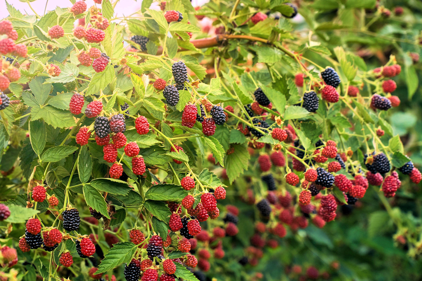 100 BLACKBERRY Fruit Bush Rubus Allegheniensis Seeds