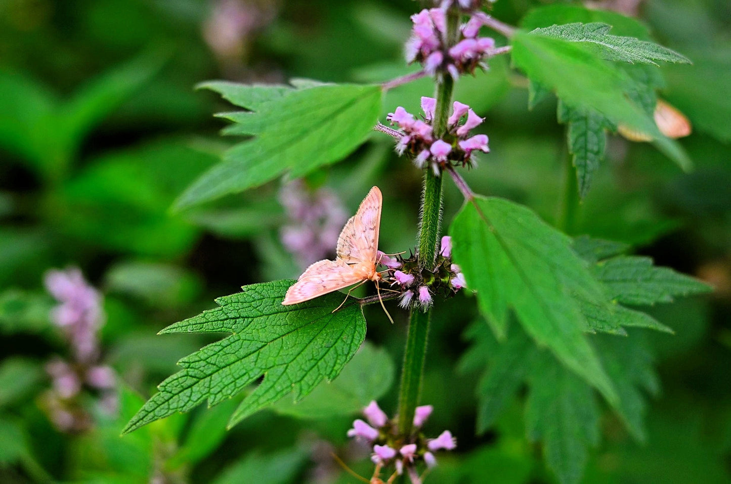 50 MOTHERWORT (Lions Tail / Heartwort) Leonurus Cardiaca Herb Flower Seeds