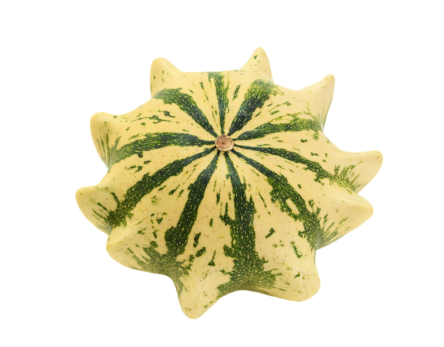 25 TEN COMMANDMENTS GOURD Mix Crown of Thorns Mixed Colors Cucurbita Pepo Seeds