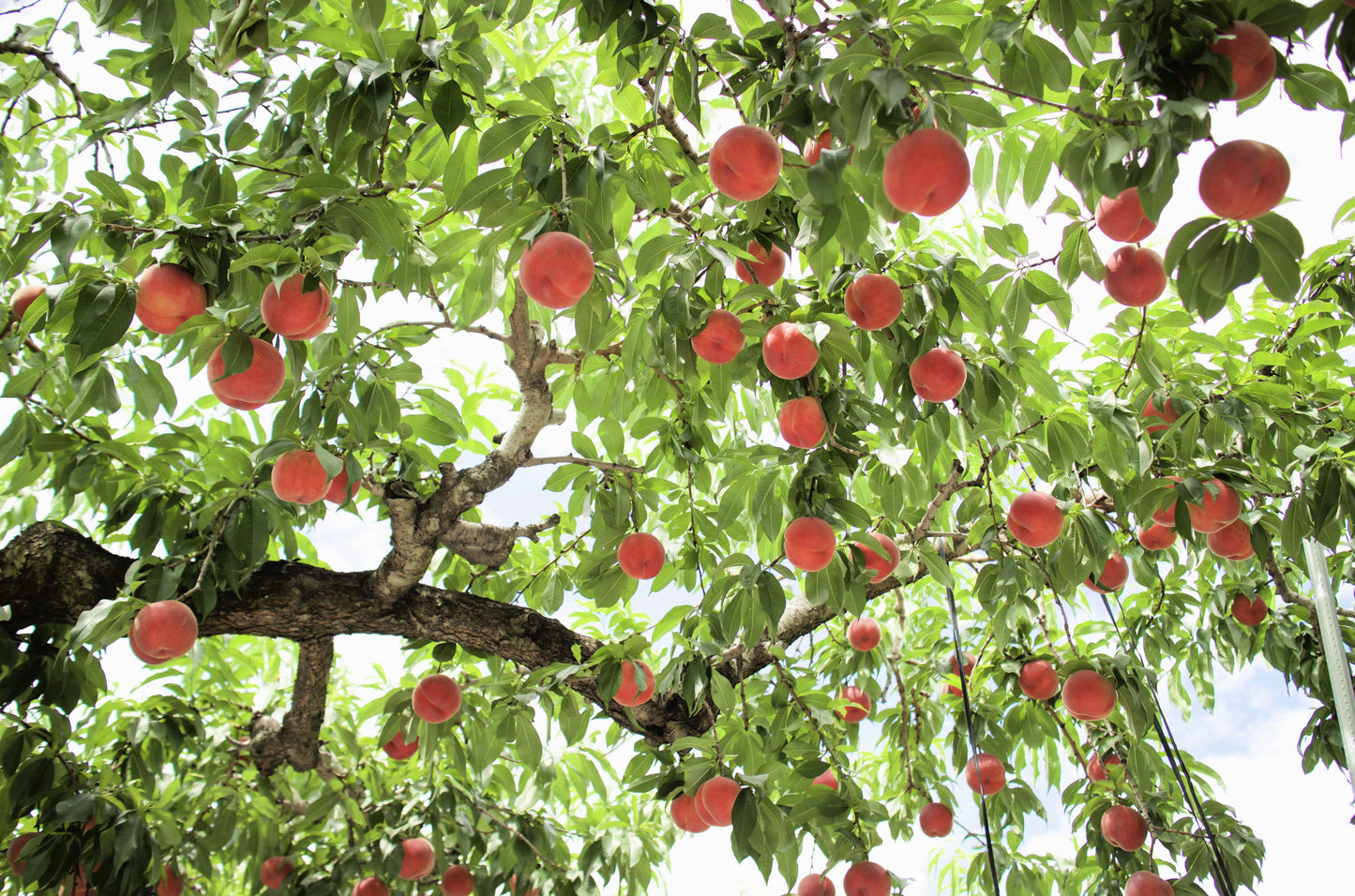 3 NEMAGUARD PEACH TREE Prunus Persica Fruit Pink Flower Seeds