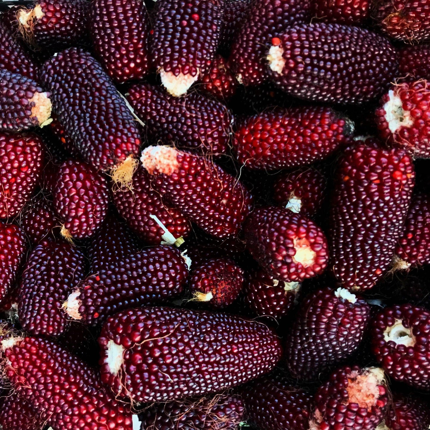 150 Red STRAWBERRY POPCORN CORN Zea Mays Vegetable Seeds