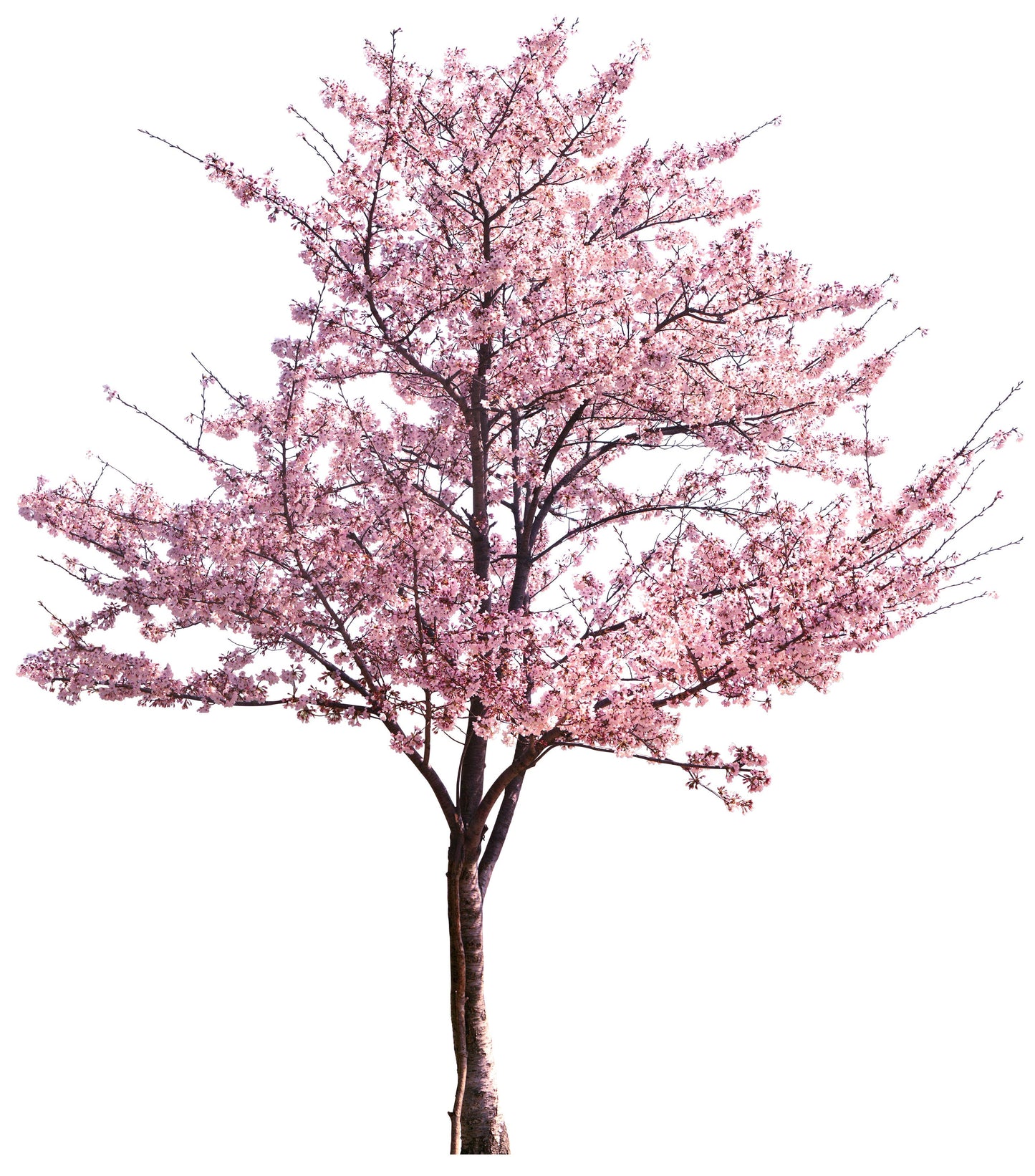 5 MANCHURIAN APRICOT Fruit Tree Flowering Prunus Mandshurica Seeds