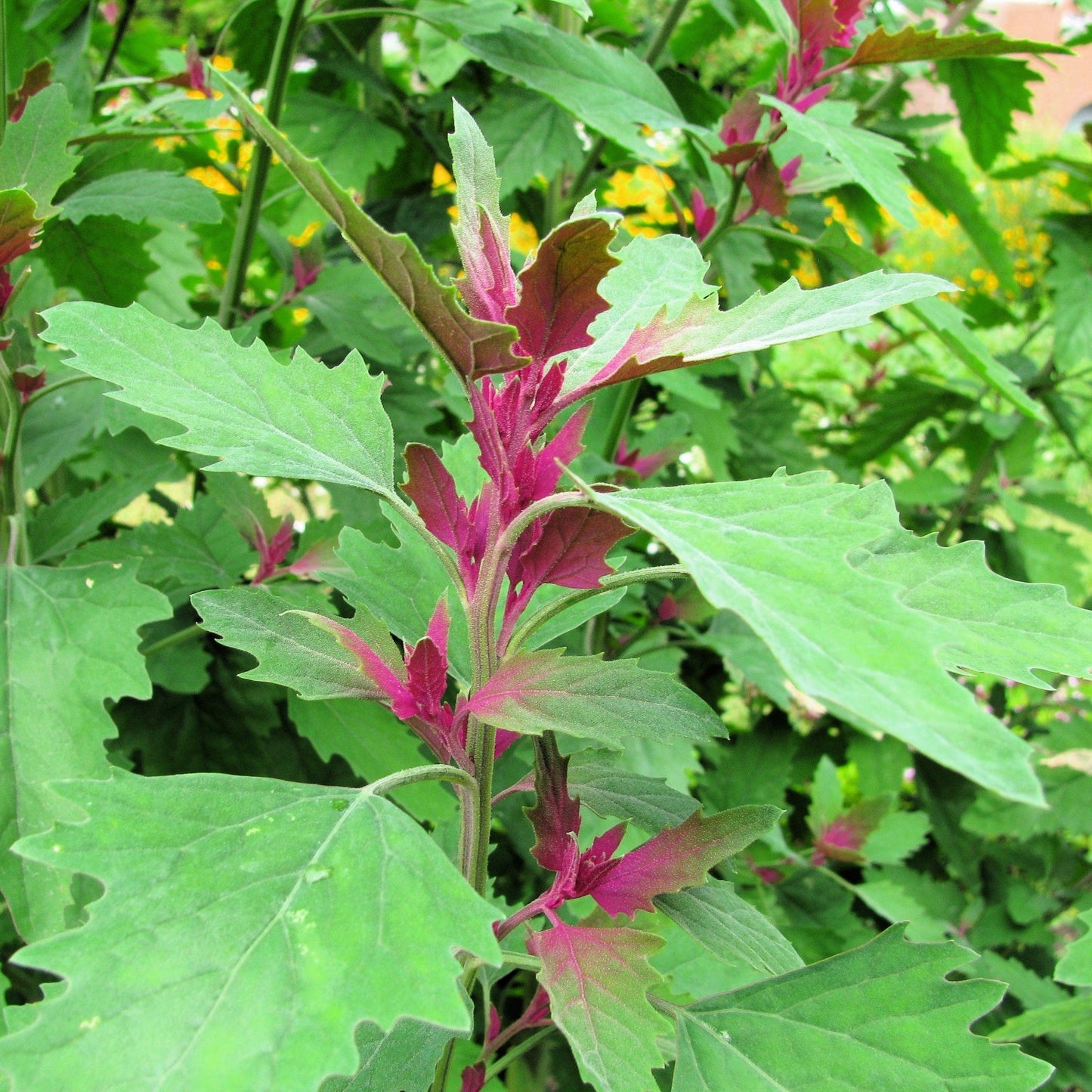 100 GIANT GOOSEFOOT Chenopodium Giganteum Purple Magenta Spreen Vegetable Seeds
