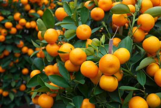 20 TANGERINE Mandrin Orange Citrus Reticulata Fruit Tree Seeds