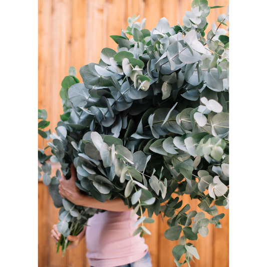 Silver Dollar Eucalyptus (Eucalyptus cinerea)