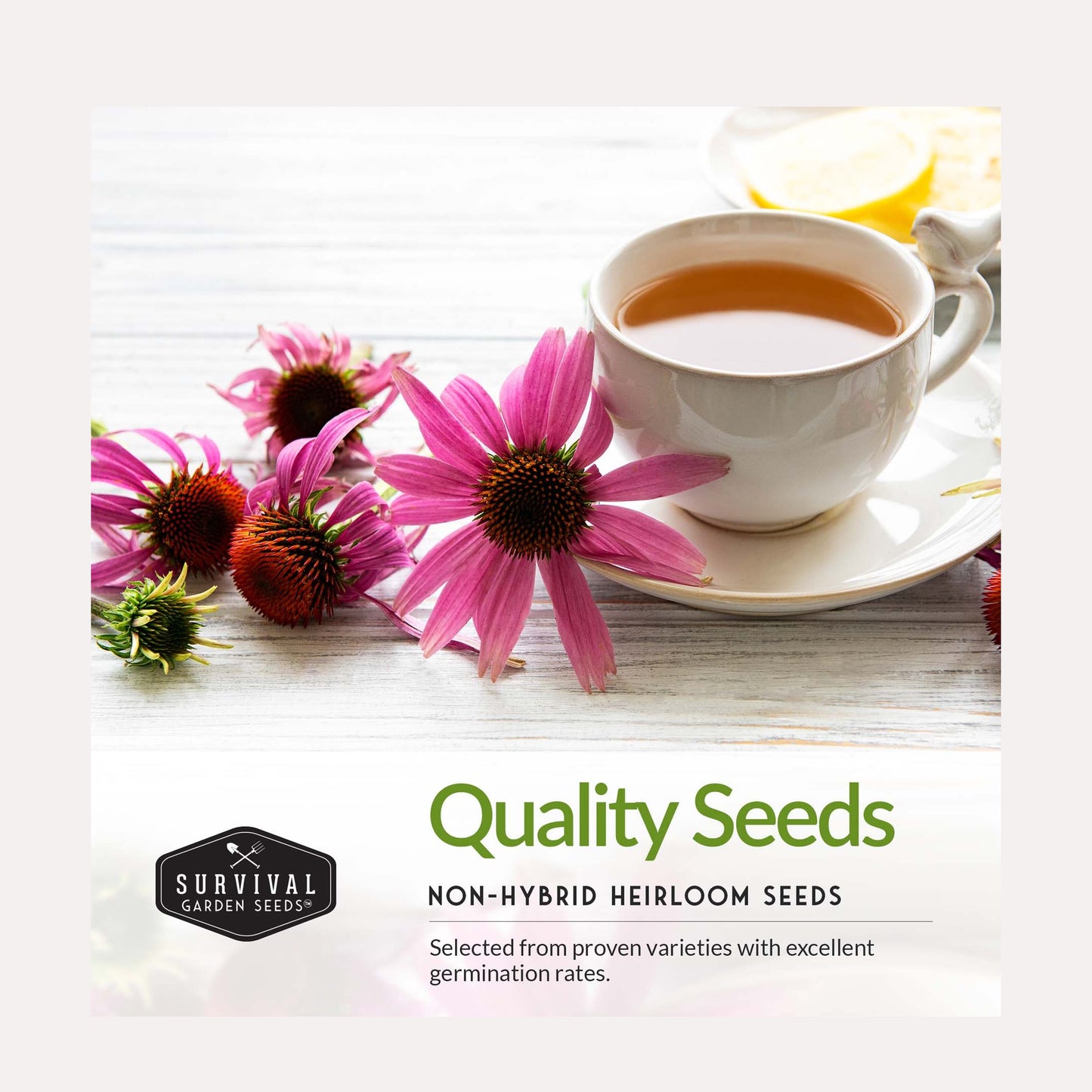 5 Flower Seed Collection - Hollyhock, Shasta Daisy, Coneflower (Echinacea), Marigold, Zinnia