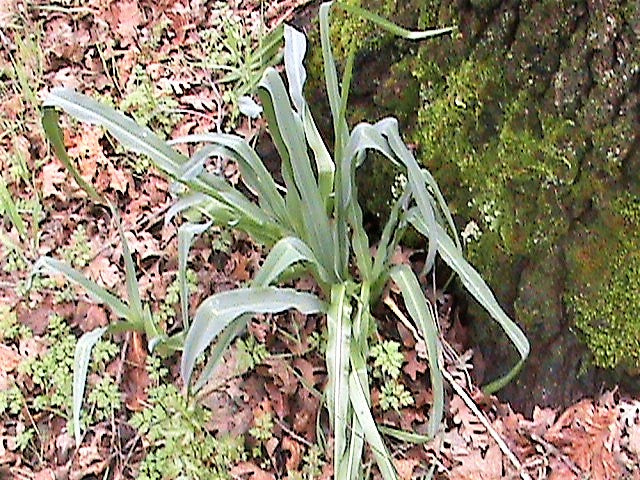 10 WAVY LEAFED SOAP PLANT California Soaproot Amole Lily Chlorogalum Pomeridianum Laothoe White Purple Striped Flower Native Herb Seeds