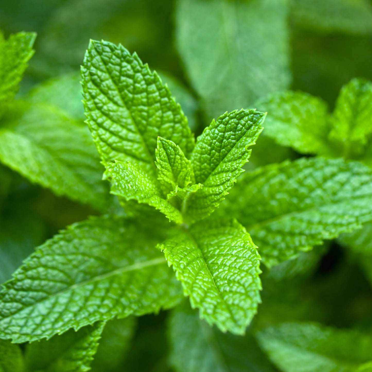 Spearmint Essential Oil